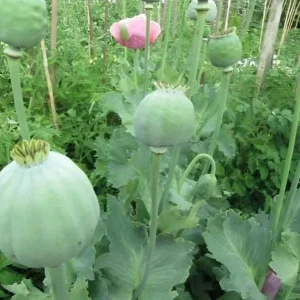 1000 Papaver Somniferum Seeds | Giant Rattle Poppy - Pink & White Blooms - Image 4