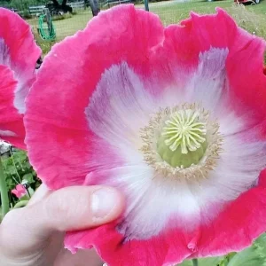 1000 Papaver Somniferum Seeds | Giant Rattle Poppy - Pink & White Blooms - Image 5
