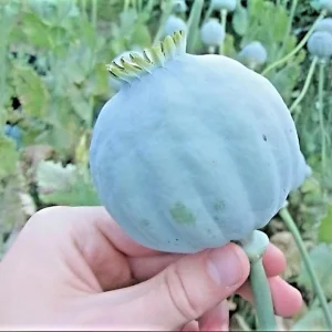 1000 Papaver Somniferum Seeds | Giant Rattle Poppy - Pink & White Blooms - Image 1