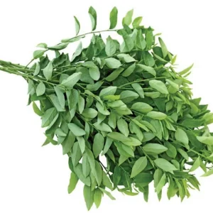 15 Katuk Cuttings - Sweet Leaf (Sauropus androgynus) Live Edible Plant - Image 2