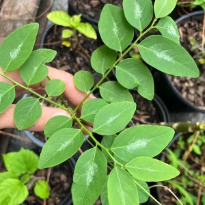 15 Katuk Cuttings - Sweet Leaf (Sauropus androgynus) Live Edible Plant - Image 3