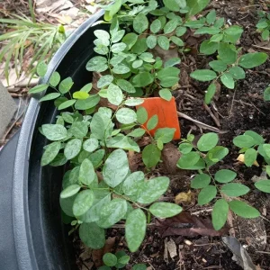 15 Katuk Cuttings - Sweet Leaf (Sauropus androgynus) Live Edible Plant - Image 4