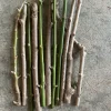 15 Katuk Cuttings - Sweet Leaf (Sauropus androgynus) Live Edible Plant - Image 1