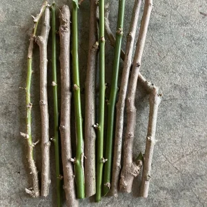 15 Katuk Cuttings - Sweet Leaf (Sauropus androgynus) Live Edible Plant - Image 1