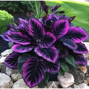 15+ Purple Tip Calathea Couture Seeds – Rare Tropical Houseplant – Indoor/Outdoor - Image 2