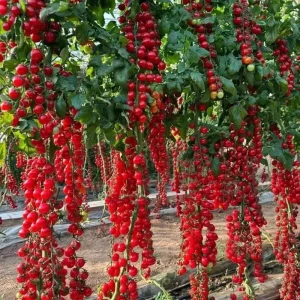 150+ Super Sweet Cherry Tomato Seeds – Heirloom, Non-GMO, Indeterminate, Red - Image 2