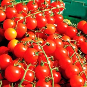 150+ Super Sweet Cherry Tomato Seeds – Heirloom, Non-GMO, Indeterminate, Red - Image 3