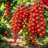 150+ Super Sweet Cherry Tomato Seeds – Heirloom, Non-GMO, Indeterminate, Red - Image 1