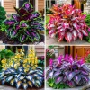 160+ Hosta Seeds – Perennial Shade Garden Plant for Decorative Foliage - Image 1