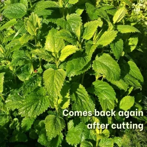 2 Lemon Balm Live Plants - Fresh Scent Herb, Indoor/Outdoor Starter Plug - Image 2
