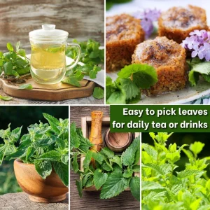 2 Lemon Balm Live Plants - Fresh Scent Herb, Indoor/Outdoor Starter Plug - Image 3