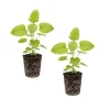 2 Lemon Balm Live Plants - Fresh Scent Herb, Indoor/Outdoor Starter Plug - Image 1
