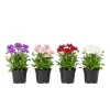 2 Mixed Color Verbena Live Plants 4-7 Inch – Vibrant Outdoor Flowering Plant - Image 1