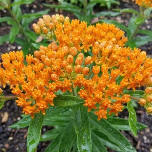 2 Orange Milkweed Live Plants 4-7 Inch Tall - Asclepias Tuberosa, Butterfly Weed, Pollinator Garden - Image 2
