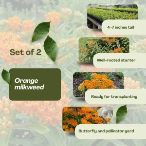 2 Orange Milkweed Live Plants 4-7 Inch Tall - Asclepias Tuberosa, Butterfly Weed, Pollinator Garden - Image 3