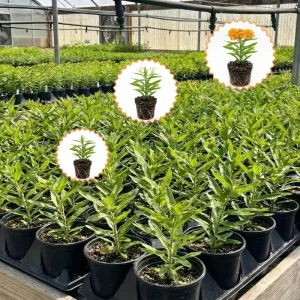 2 Orange Milkweed Live Plants 4-7 Inch Tall - Asclepias Tuberosa, Butterfly Weed, Pollinator Garden - Image 5