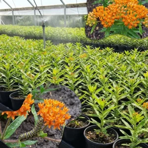 2 Orange Milkweed Live Plants 4-7 Inch Tall - Asclepias Tuberosa, Butterfly Weed, Pollinator Garden - Image 6