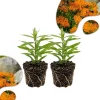 2 Orange Milkweed Live Plants 4-7 Inch Tall - Asclepias Tuberosa, Butterfly Weed, Pollinator Garden - Image 1
