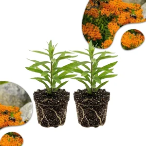 2 Orange Milkweed Live Plants 4-7 Inch Tall - Asclepias Tuberosa, Butterfly Weed, Pollinator Garden - Image 1