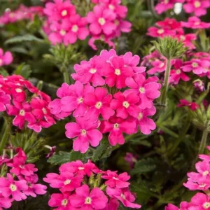 2 Pink Verbena Live Plants – 4-7 Inch, Flowering Outdoor Garden Plant - Image 2