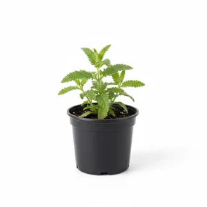 2 Pink Verbena Live Plants – 4-7 Inch, Flowering Outdoor Garden Plant - Image 3