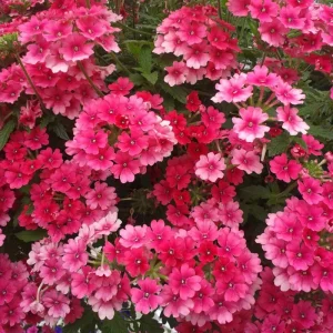 2 Pink Verbena Live Plants – 4-7 Inch, Flowering Outdoor Garden Plant - Image 4