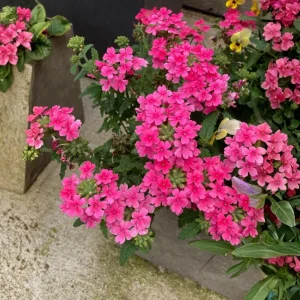 2 Pink Verbena Live Plants – 4-7 Inch, Flowering Outdoor Garden Plant - Image 5