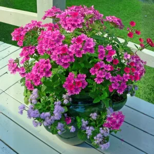 2 Pink Verbena Live Plants – 4-7 Inch, Flowering Outdoor Garden Plant - Image 6