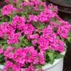 2 Pink Verbena Live Plants – 4-7 Inch, Flowering Outdoor Garden Plant - Image 1