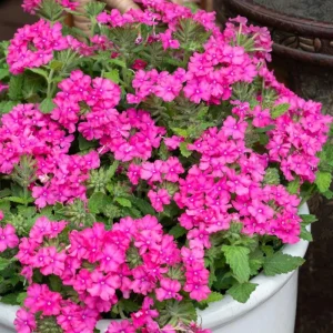 2 Pink Verbena Live Plants – 4-7 Inch, Flowering Outdoor Garden Plant - Image 1