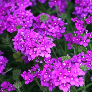 2 Purple Verbena Live Plants – Flowering Garden Plant – 4-7 Inch Tall - Image 2