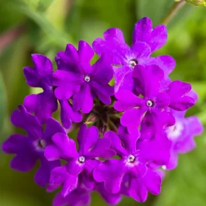 2 Purple Verbena Live Plants – Flowering Garden Plant – 4-7 Inch Tall - Image 4