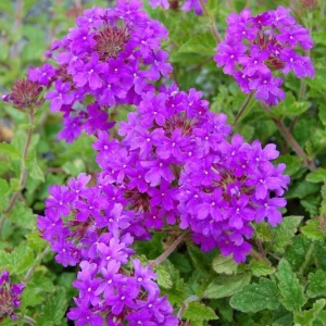2 Purple Verbena Live Plants – Flowering Garden Plant – 4-7 Inch Tall - Image 5