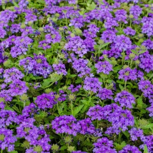 2 Purple Verbena Live Plants – Flowering Garden Plant – 4-7 Inch Tall - Image 6