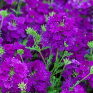 2 Purple Verbena Live Plants – Flowering Garden Plant – 4-7 Inch Tall - Image 1