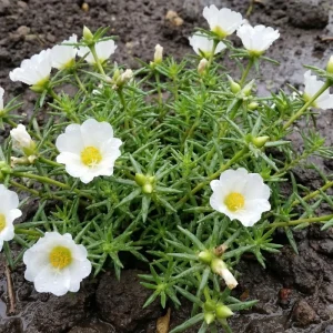 2 White Portulaca Live Plants 4-7 Inch Tall, Moss Rose Succulent, Outdoor Garden Decor, No Pot - Image 2