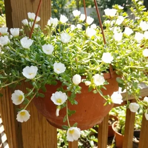 2 White Portulaca Live Plants 4-7 Inch Tall, Moss Rose Succulent, Outdoor Garden Decor, No Pot - Image 3