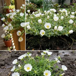 2 White Portulaca Live Plants 4-7 Inch Tall, Moss Rose Succulent, Outdoor Garden Decor, No Pot - Image 4