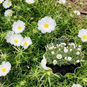 2 White Portulaca Live Plants 4-7 Inch Tall, Moss Rose Succulent, Outdoor Garden Decor, No Pot - Image 5