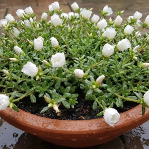 2 White Portulaca Live Plants 4-7 Inch Tall, Moss Rose Succulent, Outdoor Garden Decor, No Pot - Image 6