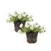 2 White Portulaca Live Plants 4-7 Inch Tall, Moss Rose Succulent, Outdoor Garden Decor, No Pot - Image 1