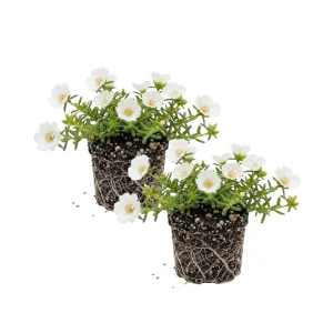 2 White Portulaca Live Plants 4-7 Inch Tall, Moss Rose Succulent, Outdoor Garden Decor, No Pot - Image 1