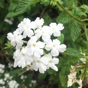 2 White Verbena Live Plants 4–7 Inch – Flowering Outdoor Garden Plant - Image 2