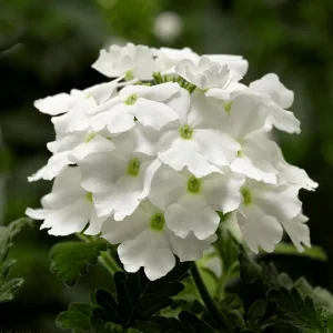 2 White Verbena Live Plants 4–7 Inch – Flowering Outdoor Garden Plant - Image 4