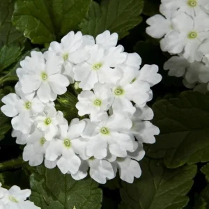 2 White Verbena Live Plants 4–7 Inch – Flowering Outdoor Garden Plant - Image 5