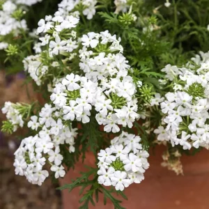 2 White Verbena Live Plants 4–7 Inch – Flowering Outdoor Garden Plant - Image 6