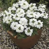 2 White Verbena Live Plants 4–7 Inch – Flowering Outdoor Garden Plant - Image 1