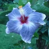 20 Blue Silver Hibiscus Seeds - Perennial Flower Seeds for Garden - Image 1
