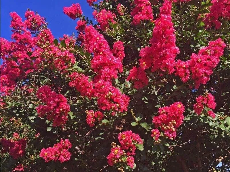 20 Dallas Red Crape Myrtle Seeds - Tree Flower Perennial - Image 21