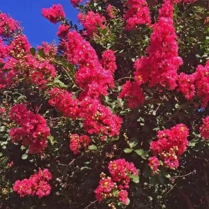 20 Dallas Red Crape Myrtle Seeds - Tree Flower Perennial - Image 1